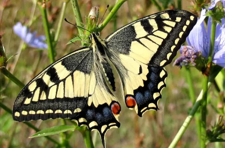 Махаон - дневна пеперуда