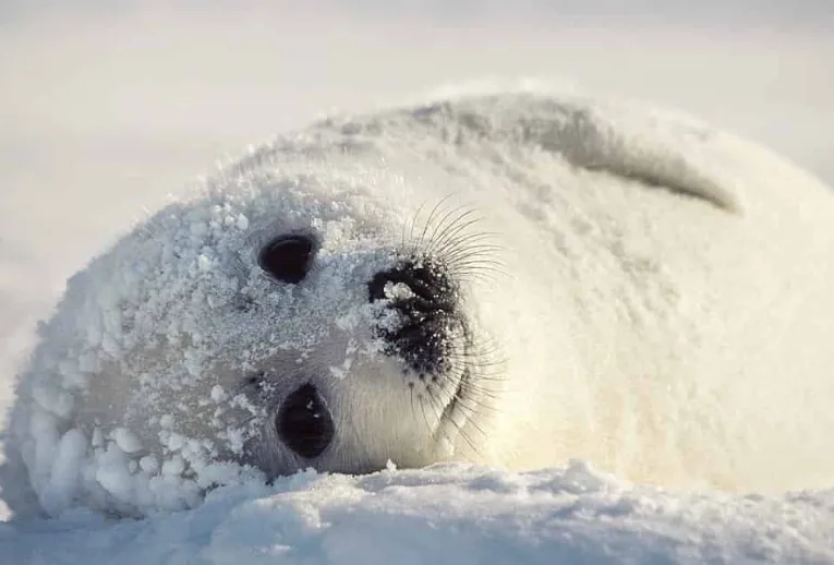 Пухкав симпатяга - гренландският тюлен