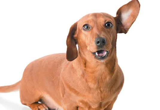 Как да разберете дали кучето Ви е глухо