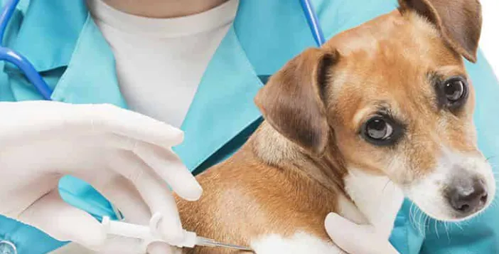 Ваксини за куче и план за имунизация