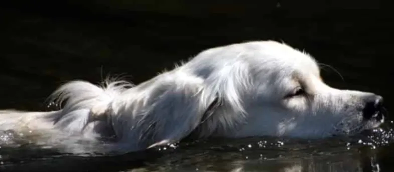 Приучаване на кучето да плува