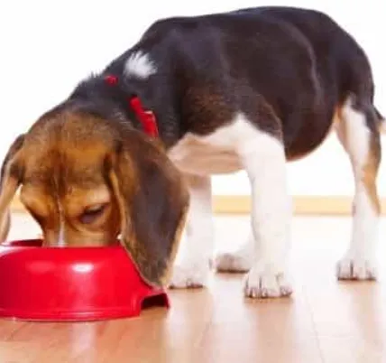 Как да предотвратим агресията по време на хранене при кучетата?