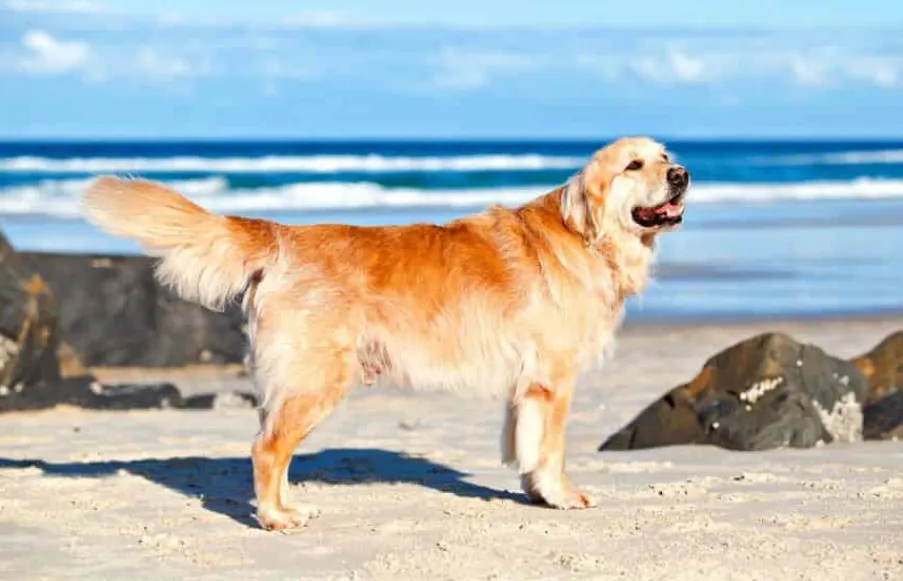 Мускулна дистрофия при породата куче златен ретривър