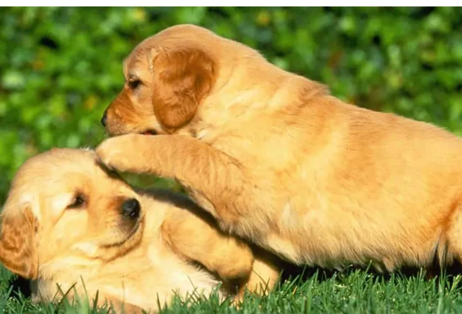 Обучение на кучен Златен Ретрийвър