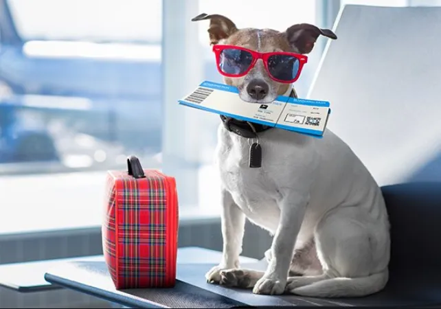 Кучето по време на Вашата отпуска