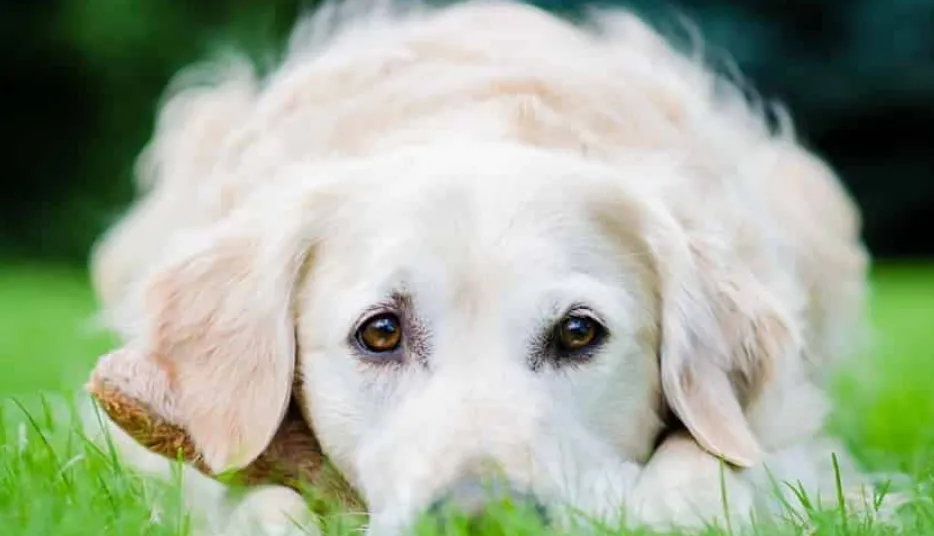 Разширена кардиомиопатия при кучетата