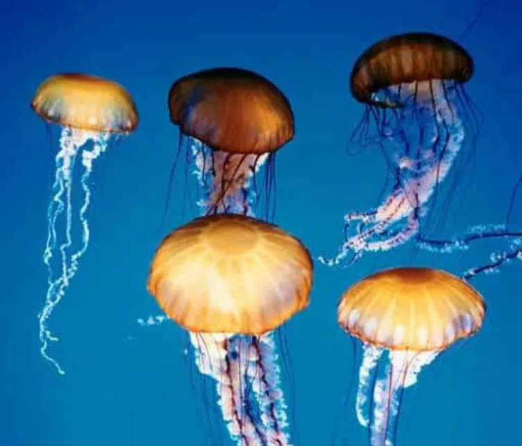 Медузите: толкова прости и толкова удивителни
