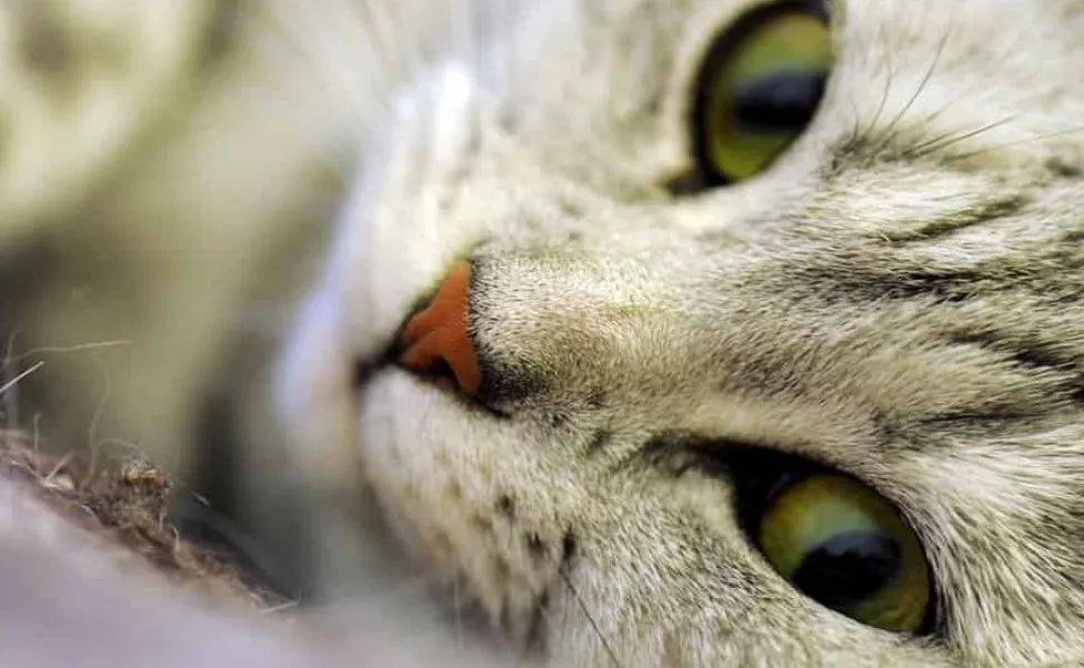 Здравето на котките - причини за сърбежа и бълхите