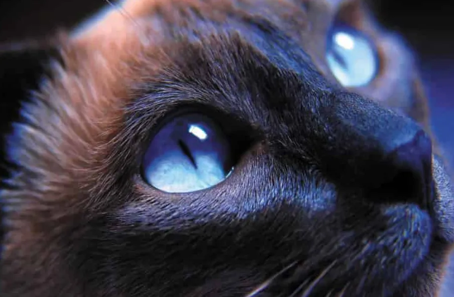 Очни заболявания при котките: причини, симптоми, лечение