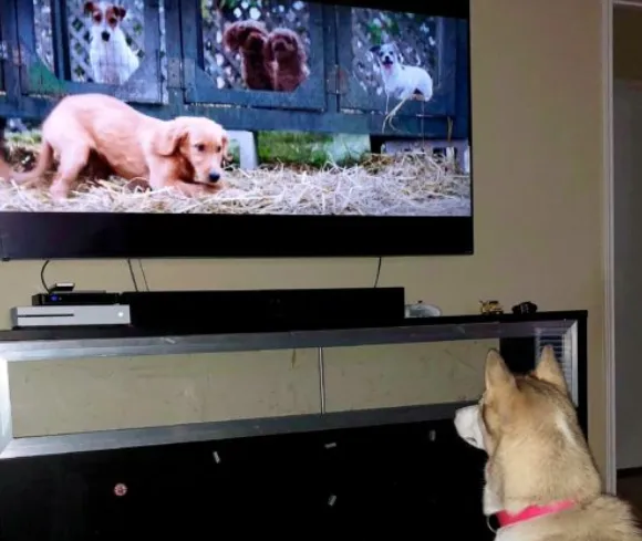 Може ли кучето ви да гледа телевизия?