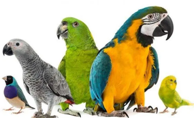Как правилно да храним папагала?