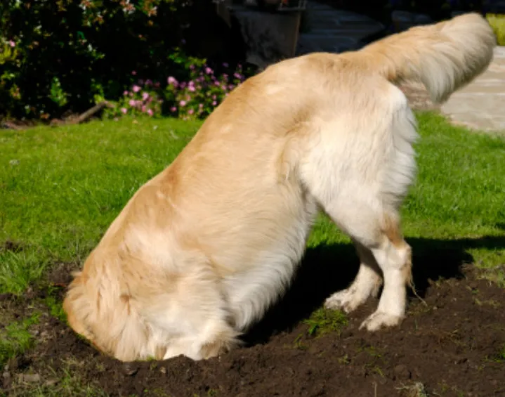 Как да предотвратим копаенеето на кучето в градината