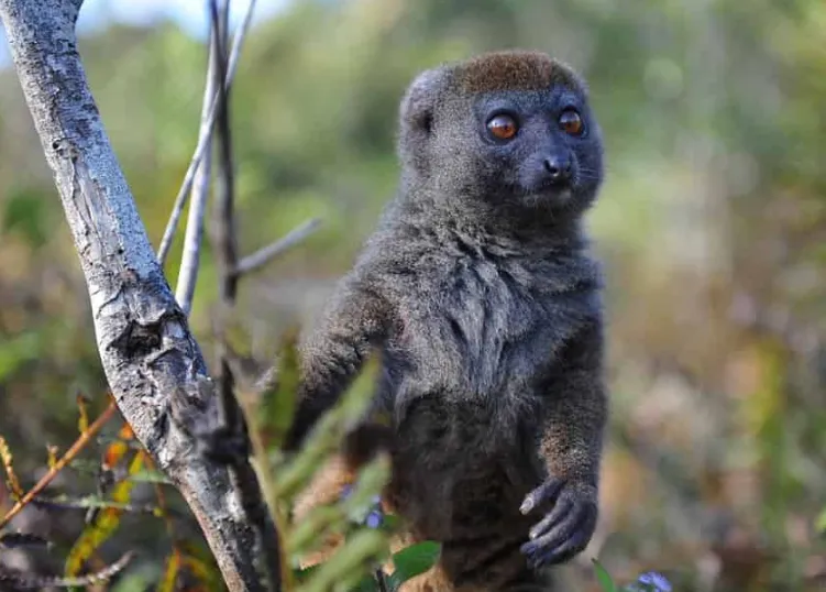 Видове примати, които са били открити през 21-ви век
