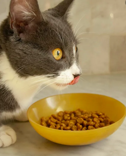 С какво да храня котката или домашните котки?