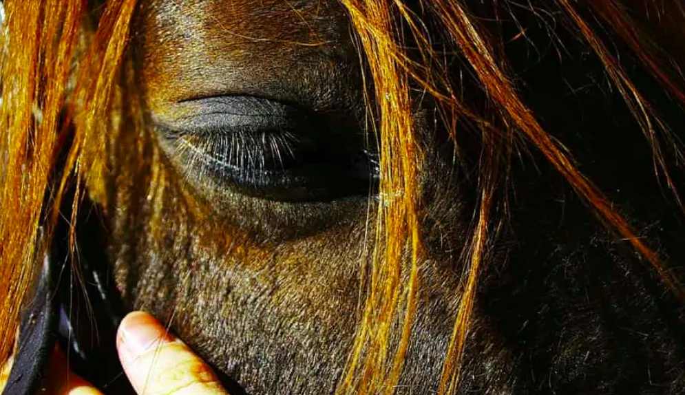 Различни видове очни заболявания при конете