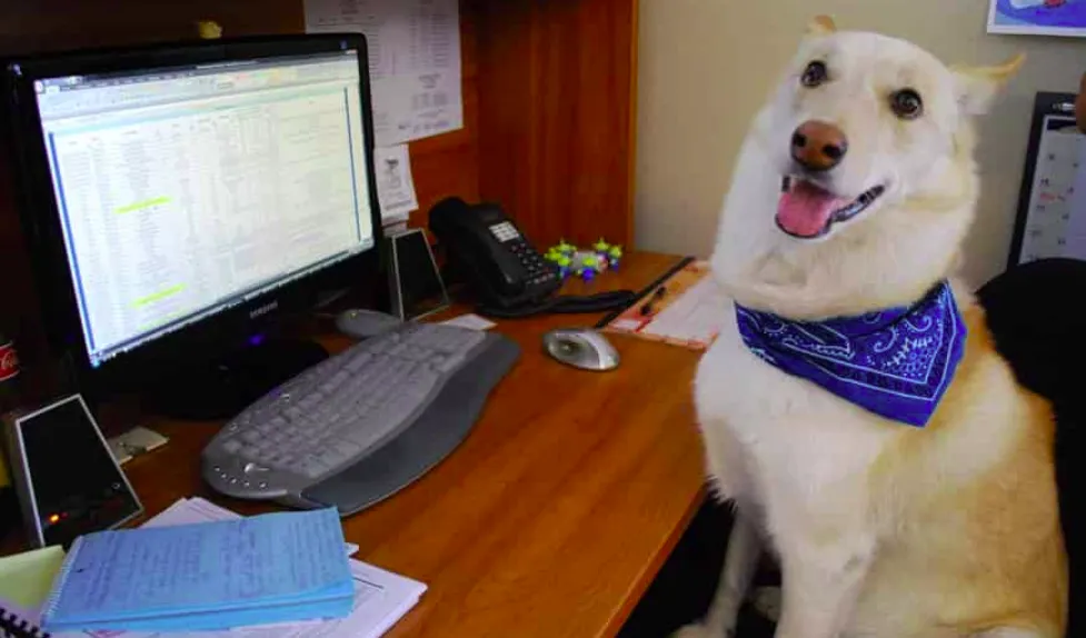 Кучето на работа с вас цял ден