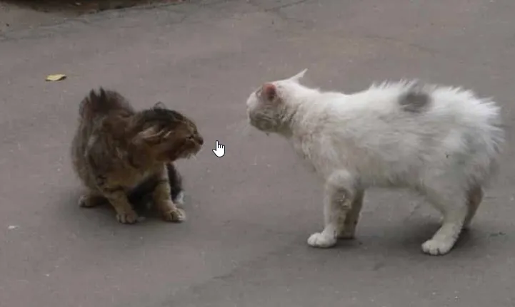 Котешки битки: когато две котки не могат да бъдат сами у дома
