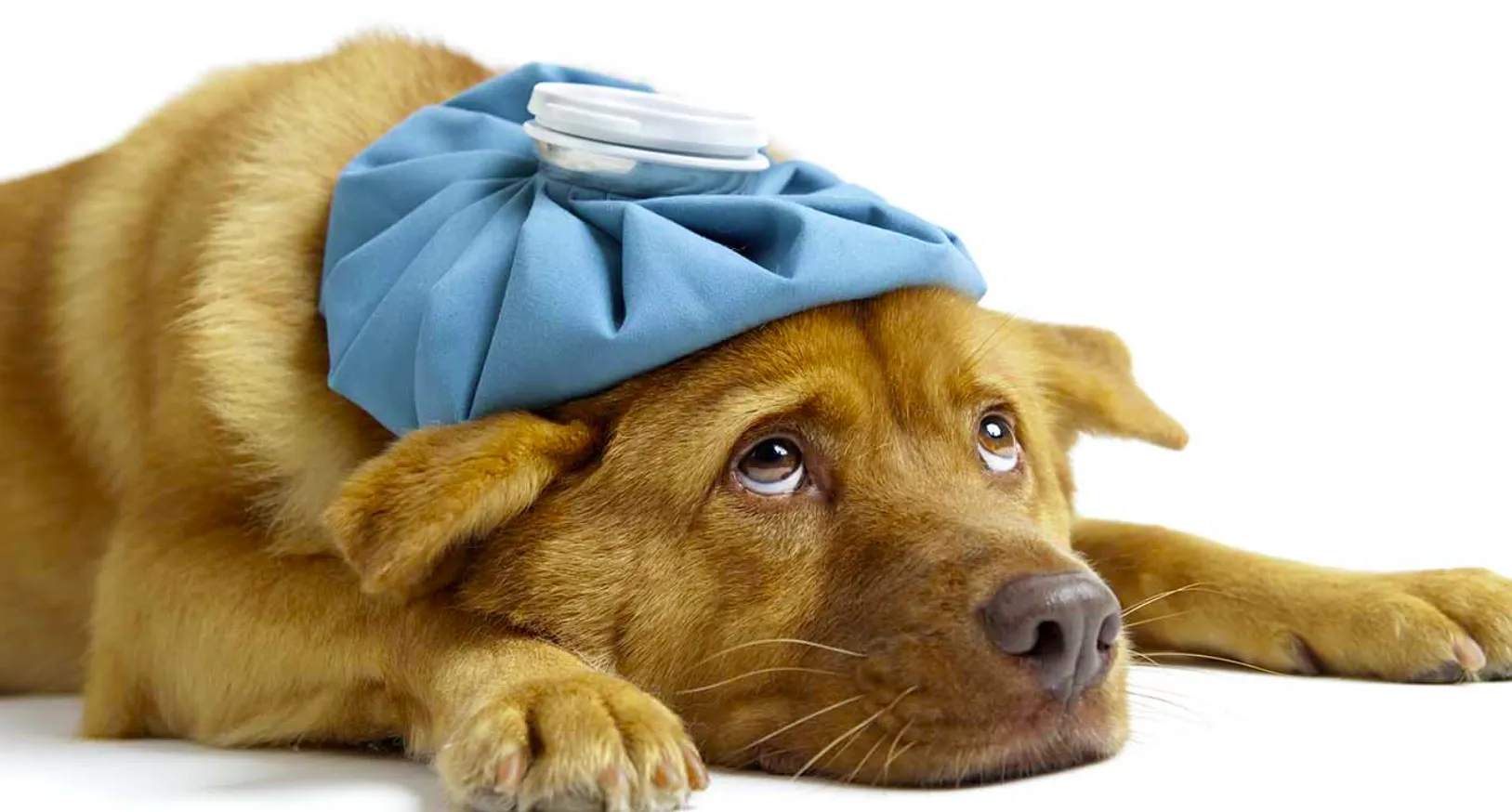 Хронична бъбречна недостатъчност при кучетата, котките и домашните любимци