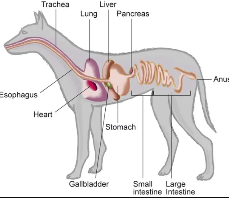 Физиология на стомашно-чревното храносмилане при кучетата