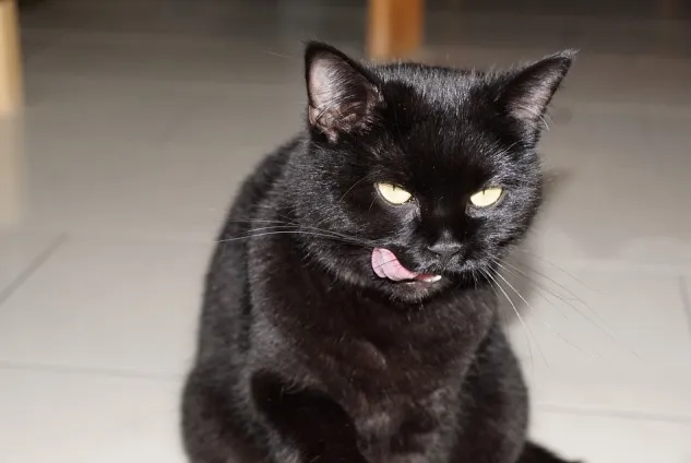 Защо котката яде негодни за консумация предмети