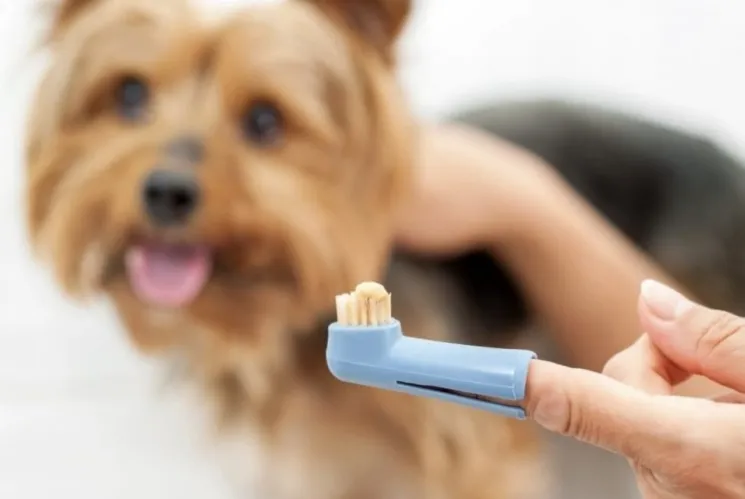 Зъболекарски грижи за кучета