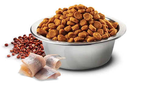 N&D Quinoa Skin & Coat MINI – Пълноценна храна при хранителни чувствителности, за кучета от дребни и мини породи (до 10кг) в зряла възраст с херинга, киноа, кокос и куркума, 800 гр. 2