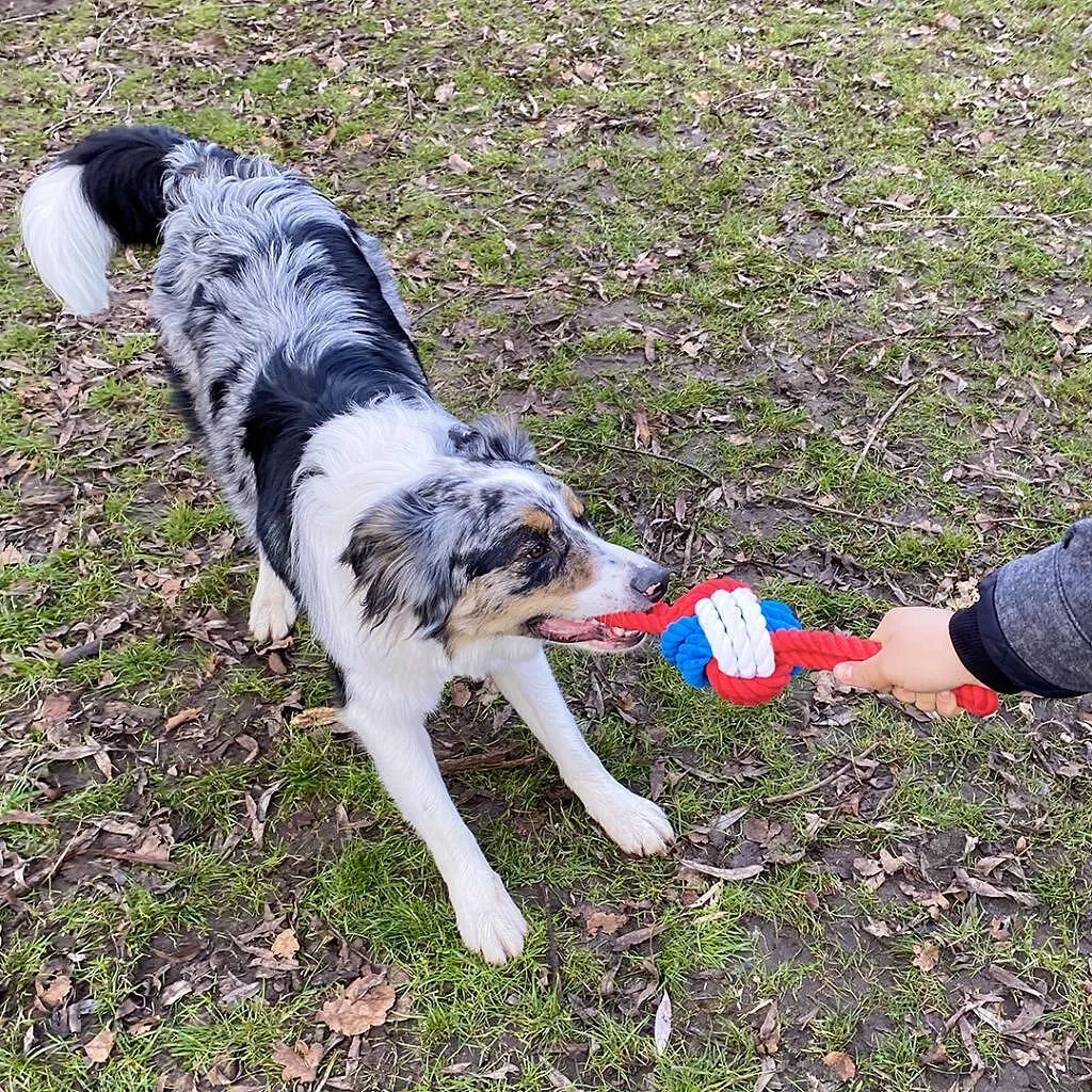 Duvo Plus Smurfs - Въжена топка за кучета, с две дръжки за дърпане, 42 см. 2