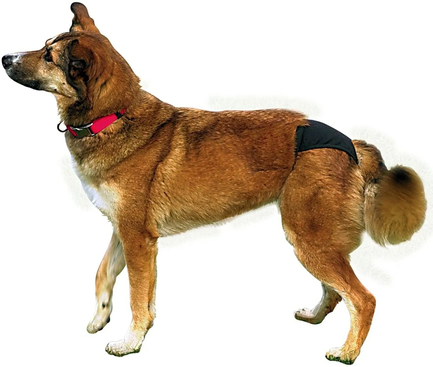 Trixie Protective Pants  - предпазни гащи за кучета  S 24 - 31 см 3