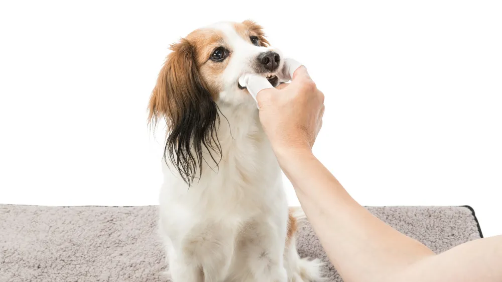Trixie Dental use finger pads - тампони за почистване на зъби за кучета и котки 50 броя 2