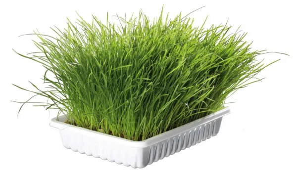 Trixie Cat Grass - Трева за котки в купичка 100 гр