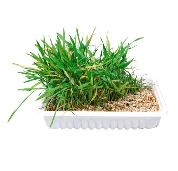 Trixie Cat Grass - Трева за котки в купичка 100 гр.