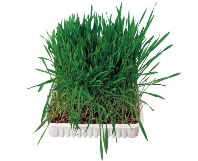 Trixie Grass for Rodents - Трева за гризачи 100 гр
