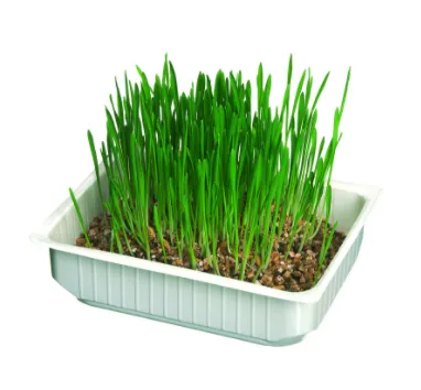 Camon Cat grass with barley seeds - Котешка трева със семена от ечемик 100 гр. 1
