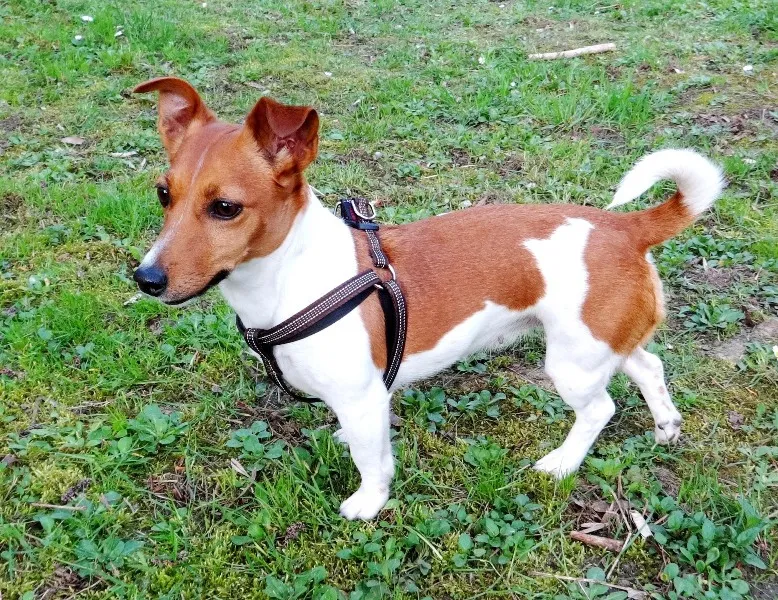 Миазоо Ексклузив-Нагръдник лента за кучета, светлоотразителни нишки,мек 15мм черно/лилаво 32 до 52 см. 2