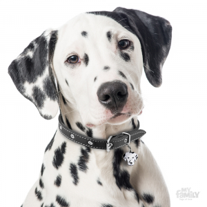 My Family Dog Tag  - Ръчно изработен адресник , Dalmatian Dog за кучета 2.5 см/ 2.8 см.  1