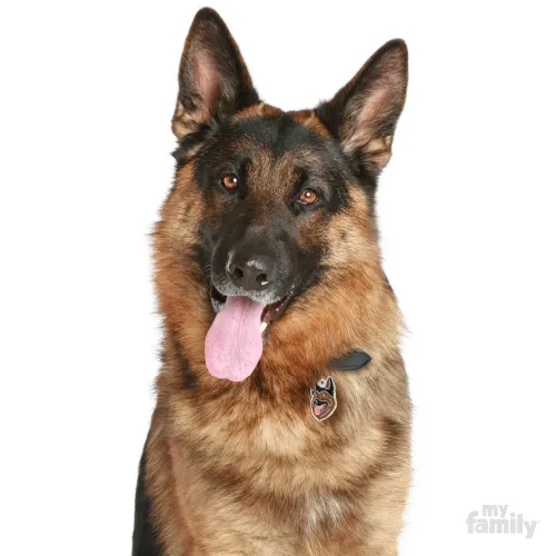 My Family Dog Tag  - Ръчно изработен адресник , German Shepherd Dog за кучета 4.2 см/ 2.5 см.  2