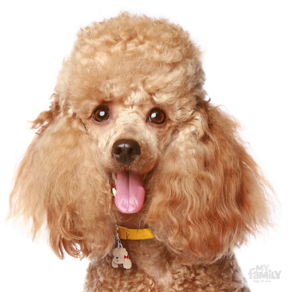My Family Dog Tag  - Ръчно изработен адресник , Poodle Dog за кучета 2.5 см/ 2.3 см. оранжев 2