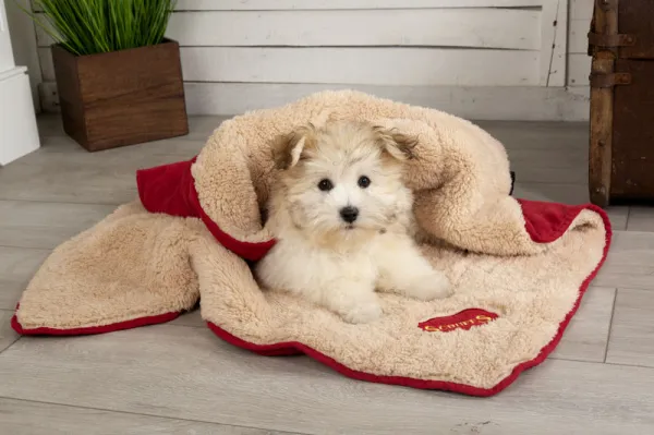Scruffs Cosy Blanket - Луксозно и комфортно одеяло за кучета 100/72.5 см. червено 1