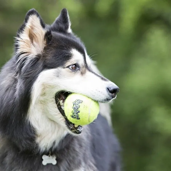 Kong Squeaker Tennis Balls Large - Тенис топки за кучета с пискюл 8 см. 2 броя 3