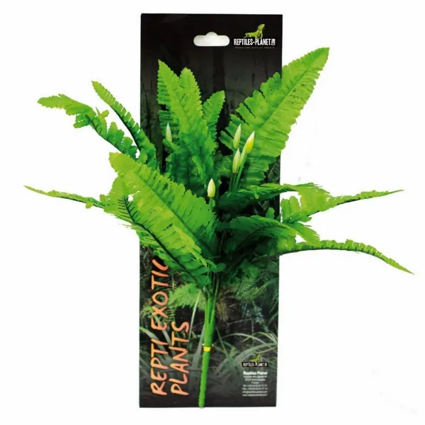 Savannah terrarium Repti Exotic Plant Nephnolepis Cordifoolia - Декоративно растения за тропически терариум 1