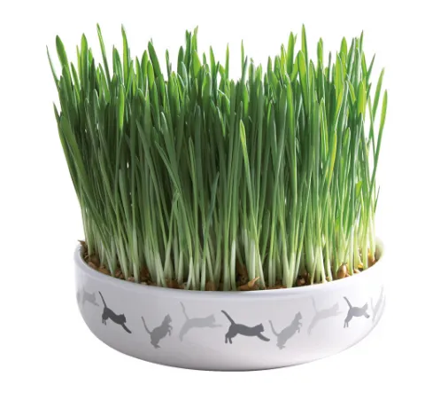 Trixie Ceramic Bowl with Cat Grass - Купичка с котешка трева