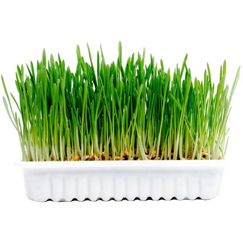 Duvo Cat grass kit - Комплект за отглеждане на здрава котешка трева, 70 гр. 2