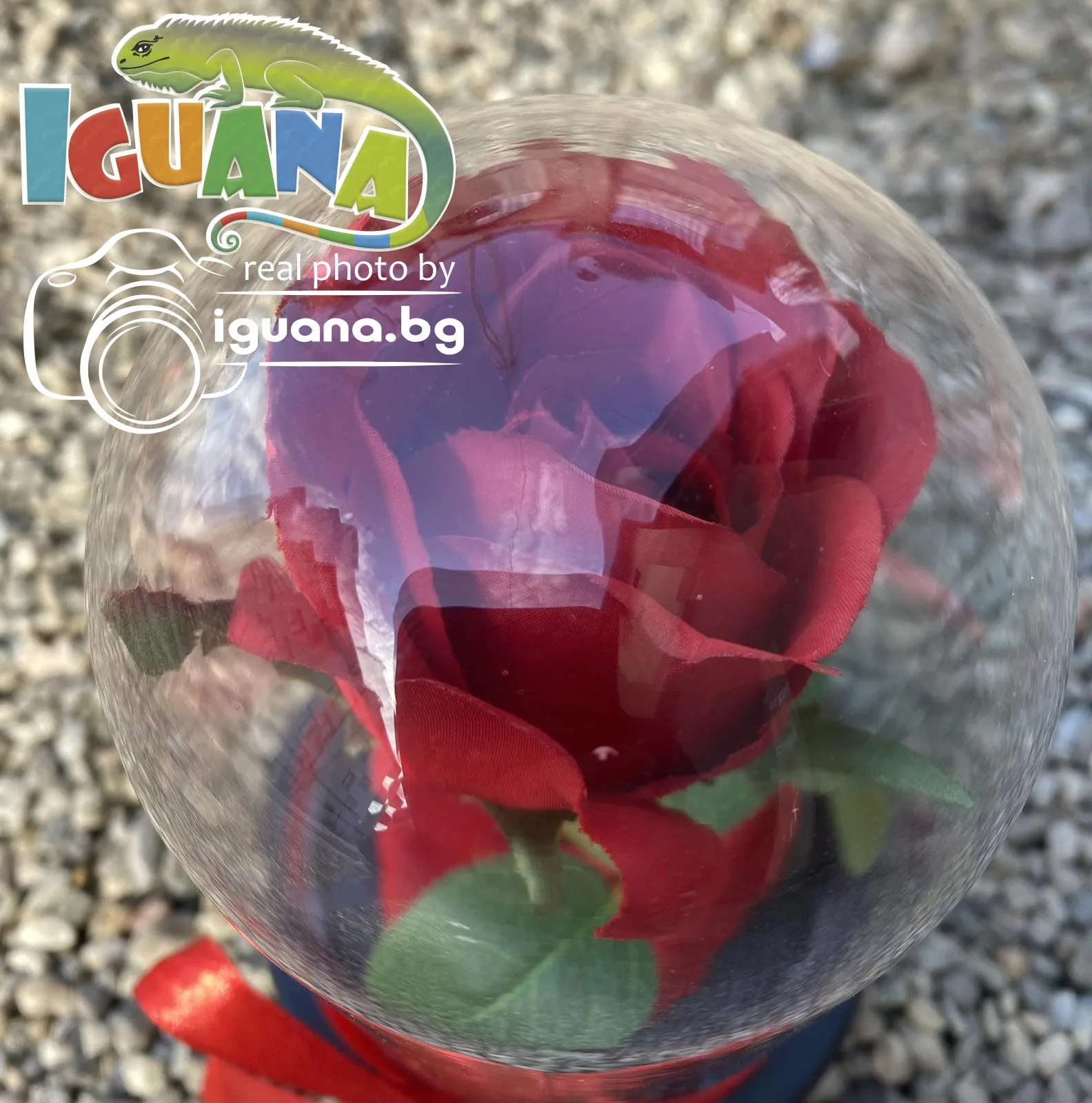 Вечна - неувяхваща ИЗКУСТВЕНА роза в стъкленица, Оригинален и стилен подарък за Жена | IGUANA.BG 6
