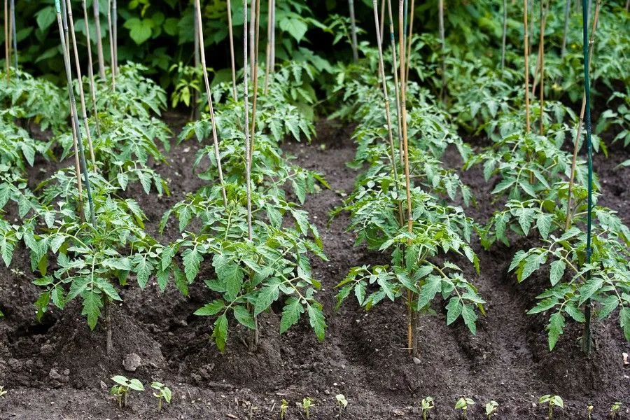Колчета за домати от бамбук 180см / 210см кол, бамбукови пръчки 1,80м или 2,10м комплект | IGUANA.BG 10