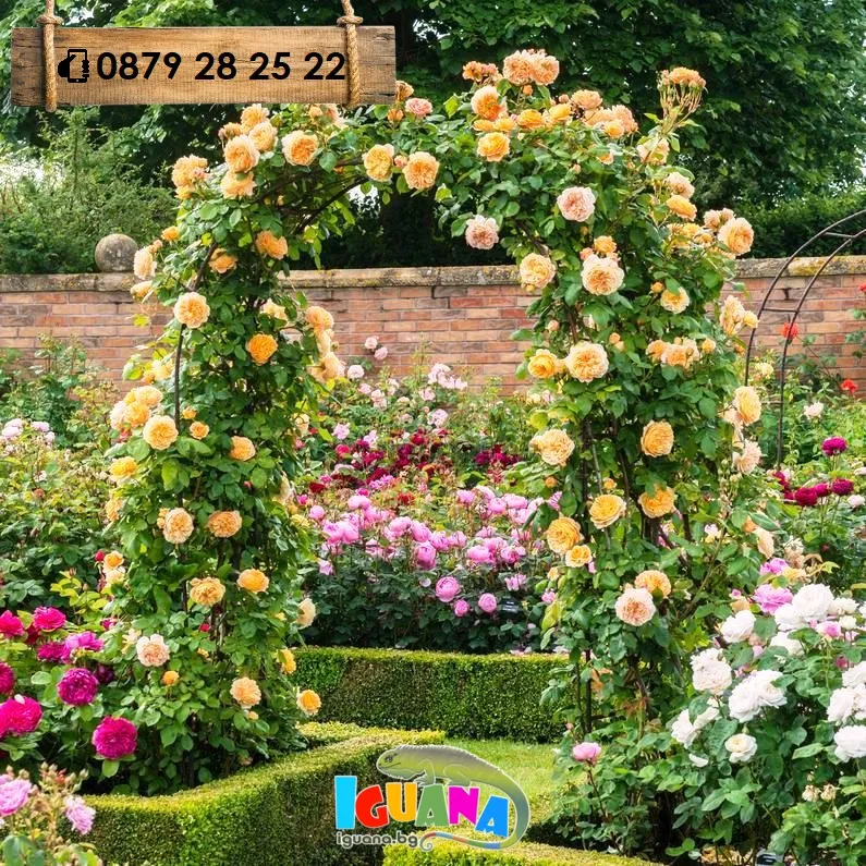 Арка за рози и увивни растения, 140х38х240см | IGUANA.BG 15