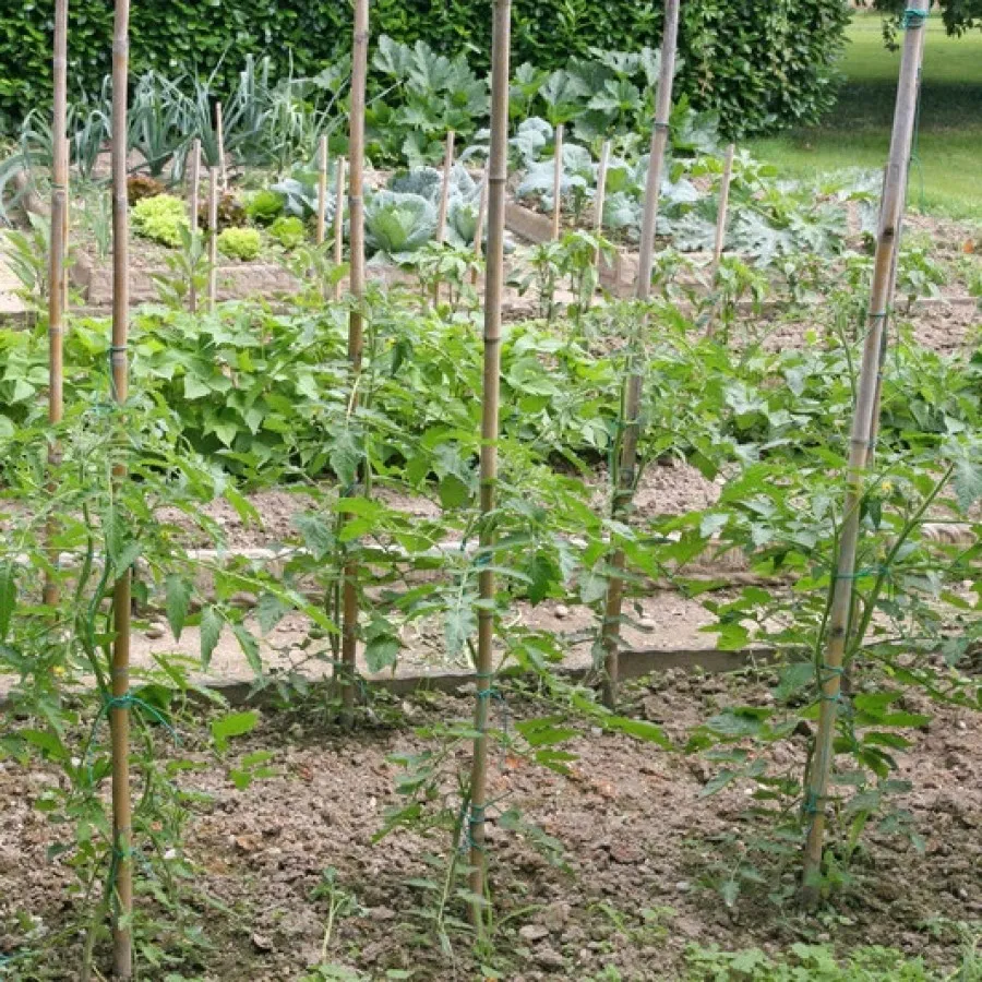 Колчета за домати от бамбук 210см кол, бамбукови пръчки 2,10м комплект | IGUANA.BG 4
