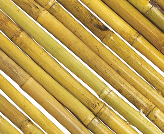 ПРОМО комплект 50 броя колчета от бамбук 210см Колчета за домати от естествен бамбук 210см кол, бамбукови пръчки 2,10м 7