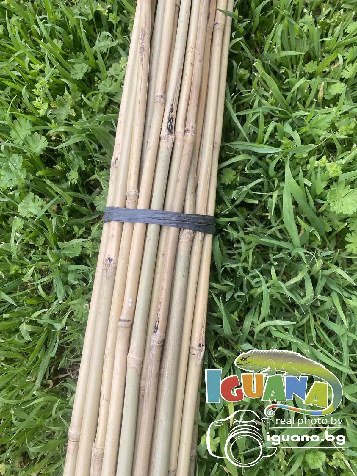 ПРОМО комплект 50 броя колчета от бамбук 210см Колчета за домати от естествен бамбук 210см кол, бамбукови пръчки 2,10м 9