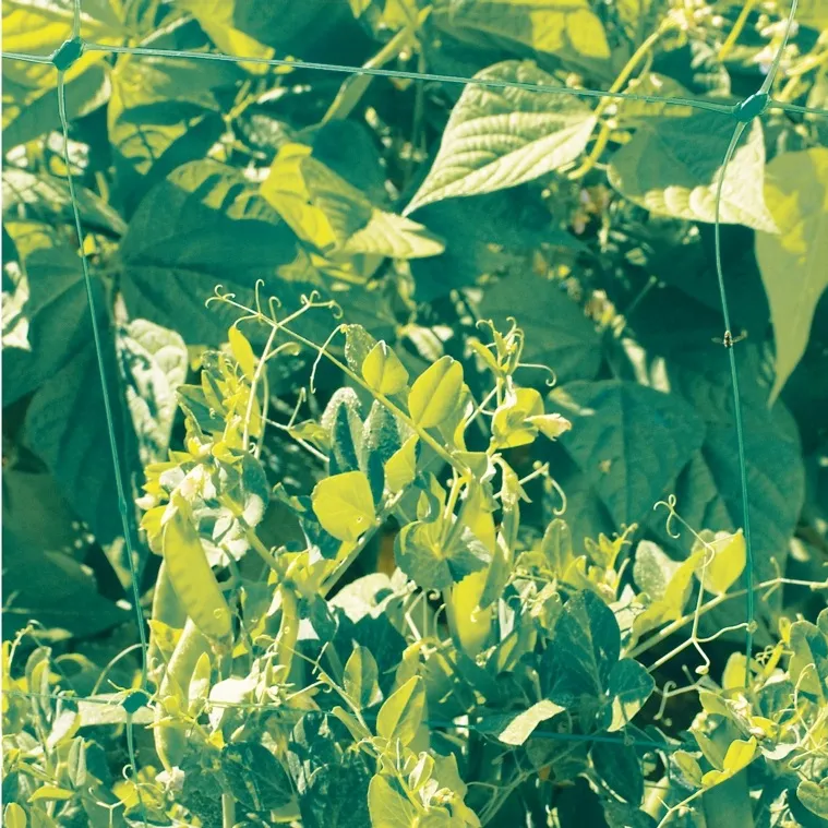 Мрежа за краставици 500м / 1,70м на ролка, UV защита, Зелена 9