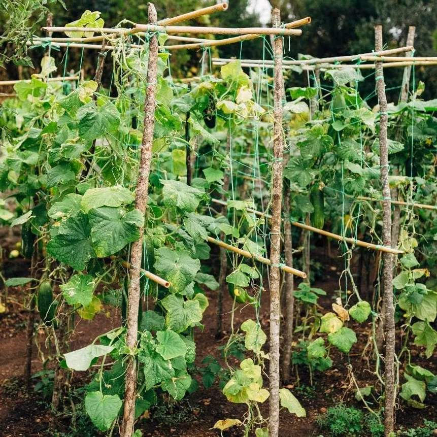 Мрежа за краставици 500м / 1,70м на ролка, UV защита, Зелена 10
